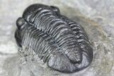 Detailed Gerastos Trilobite Fossil - Morocco #134091-5
